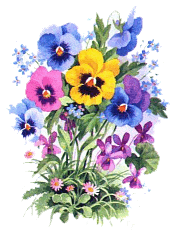 Nosegay of Pansies and Violets